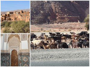 7 day tour from casablanca